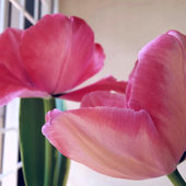 User avatar for Paola Gargaglia