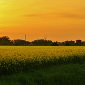 User avatar for Francesco Coppa