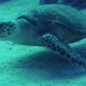 User avatar for Alan Evison