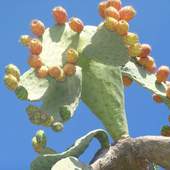 User avatar for Elisabetta Morello