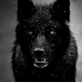 User avatar for Black Wolf