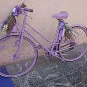 User avatar for Silvia Magistrelli