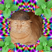 User avatar for Davide Fiore