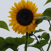 User avatar for Alicia Hawkins