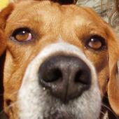 User avatar for Antonio Chiaffrino