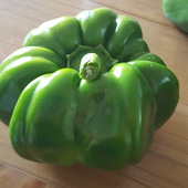 User avatar for Elisabeth Phillips