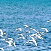 User avatar for Mica Mick