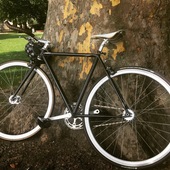 User avatar for Alison Shamrock