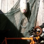 User avatar for Charles Ging