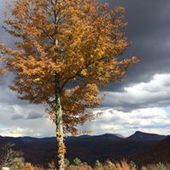 User avatar for Curtis Gunn