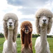 User avatar for Cole Ahnberg