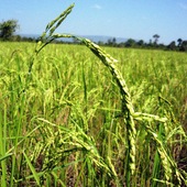 User avatar for Matthew Barber