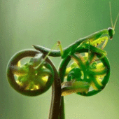 User avatar for Riva Davis