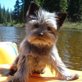 User avatar for Pickles The Clown