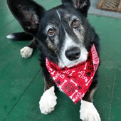 User avatar for Cormac Burke