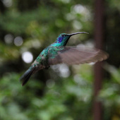 User avatar for Ray Webster