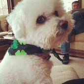 User avatar for Chase Fiedler