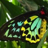 User avatar for Mike Carlson