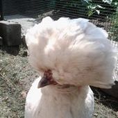 User avatar for Els Vyncke