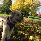 User avatar for Ariel S