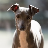 User avatar for Les Taylor