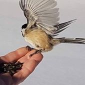 User avatar for Céline Lapointe