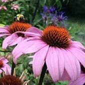 User avatar for Colette Duval