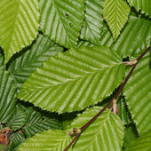 User avatar for Ward Delabastita