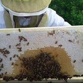 User avatar for Anne Marie Bernier