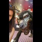 User avatar for Grand Theft Angel