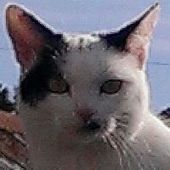 User avatar for Elaine Mee