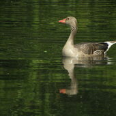 User avatar for Anne Fietst