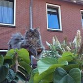 User avatar for Emile Haring