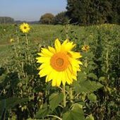 User avatar for Enid Zwerts