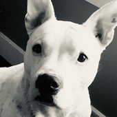 User avatar for Chris Thompson