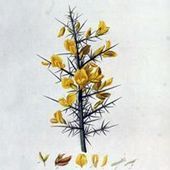 User avatar for Bretaña Cid