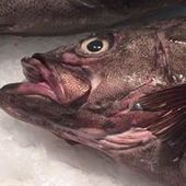 User avatar for Ilse Proost