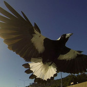 User avatar for Don Moss