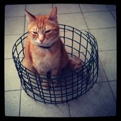 User avatar for Mauro Di Lalla