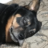 User avatar for M. Harley Jenks