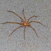 User avatar for Adrian Medcalf