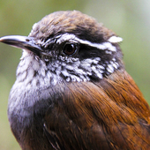 User avatar for Jiping Zhang