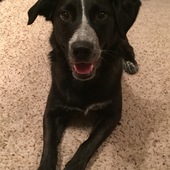 User avatar for Carolyn Wise