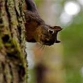 User avatar for Douglas Skwerrel