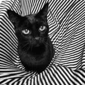 User avatar for Patrick Sherwood