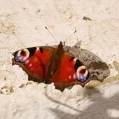 User avatar for Claire Mac Kay