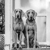 User avatar for Meredith Biberstein