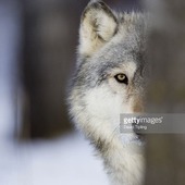 User avatar for Don Netwal