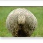 User avatar for Darin Millar