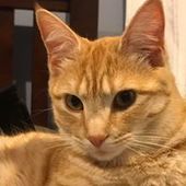 User avatar for Honoria Ropiha